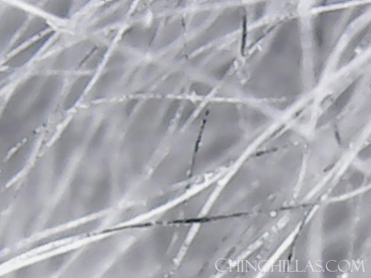 blue diamond chinchilla fur pigment distribution